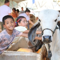 Animais também foram destaque na Expo-Macuco
