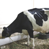 Médias diárias confirmam sucesso do Concurso Leiteiro