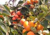 Agricultura macuquense em evidência