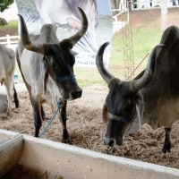 Genética inovadora, qualidade racial e garantia de comercialização