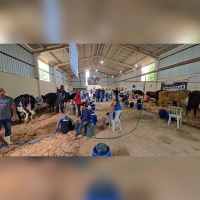 Concurso Leiteiro consagra recordes e reforça tradição em Macuco 