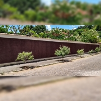 Cidade arborizada é sinônimo de preservação ambiental