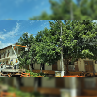 Poda de árvores garante maior segurança aos macuquenses