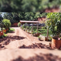 Uma ‘fábrica de verde’ em pleno coração de Macuco