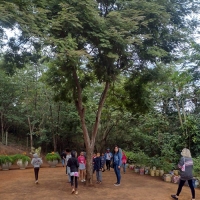 Macuco celebra em 21 de setembro o Dia da Árvore 