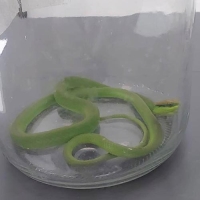 Defesa Civil faz alerta aos moradores sobre animais silvestres