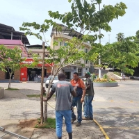 Árvores ganham ‘condutores’ para crescer adequadamente