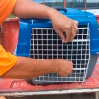 Operação Resgate: gambá e seis filhotes são devolvidos à natureza