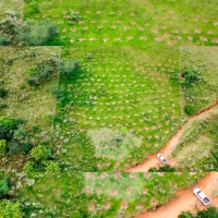 Avanços no reflorestamento em parceria para compensação ambiental 