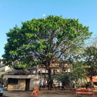 Prefeitura e IBAMA alinham ações para controle de garças